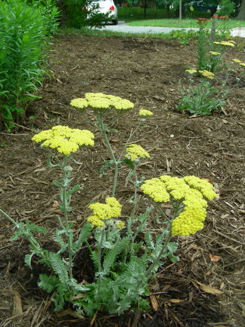 Yarrow plant