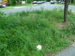 Overgrown with crown vetch.