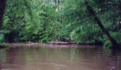 Indian Creek with driftwood