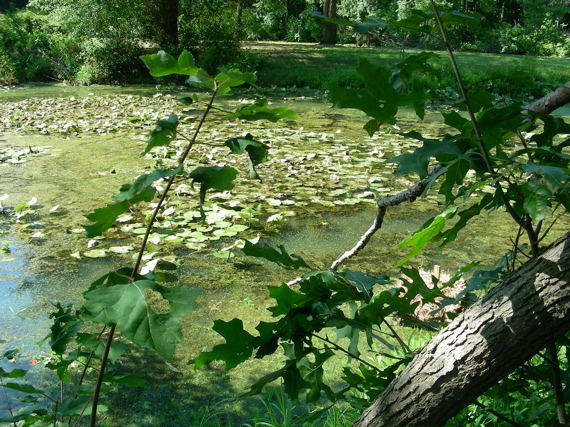 Algae growth