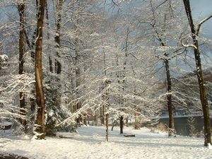 Trail in fresh snow
