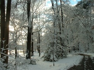 Trail in snow