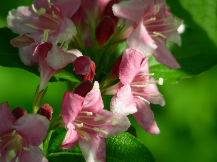 pink flowers