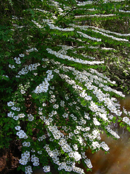 Tree with white flowers