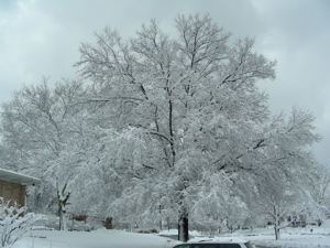 Tree after fresh snowfall