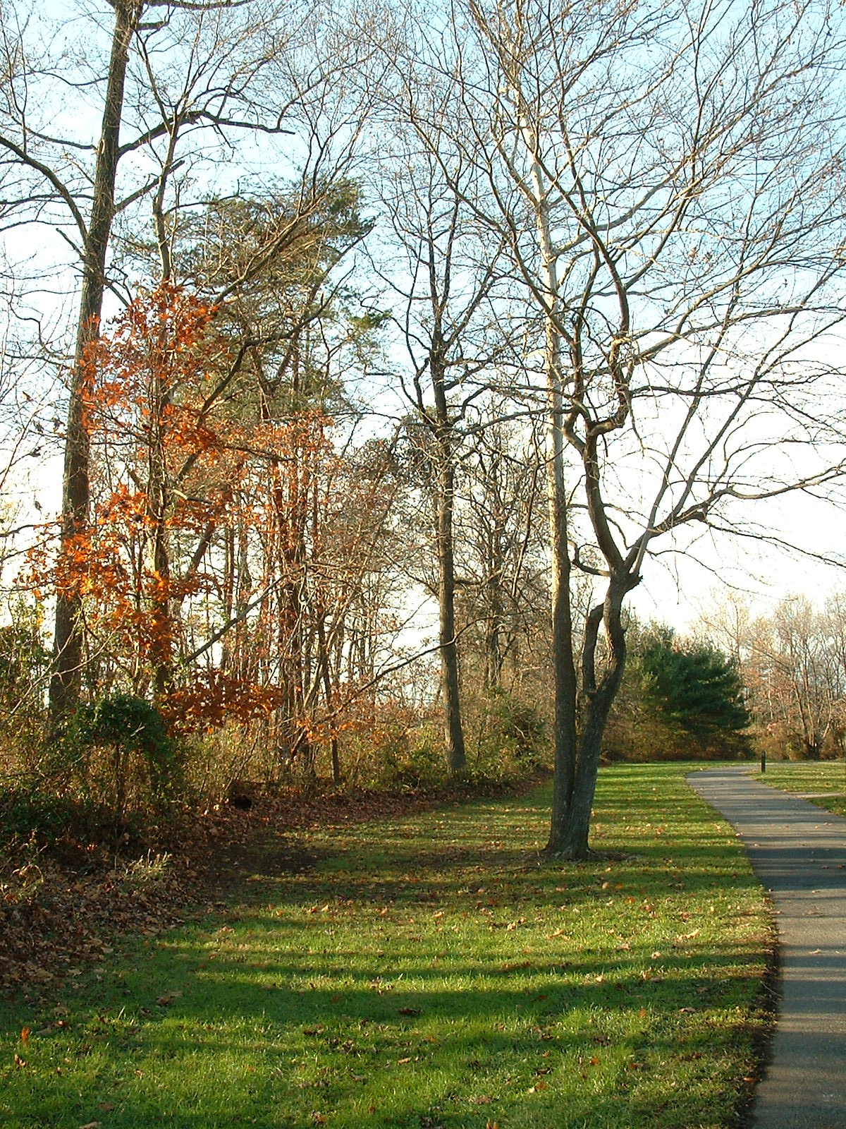 Creek Trail near Lake Artmesia